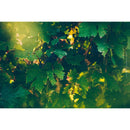 Feteasca alba Cotnari - Delumani - Magazin Romanesc 